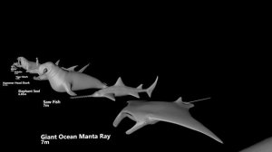 Fish ? and Sea Monsters ? Size Comparison.