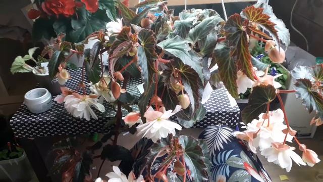 Черенкование Бегонии Нон Стоп ,и Илюминейшин смотреть онлайн