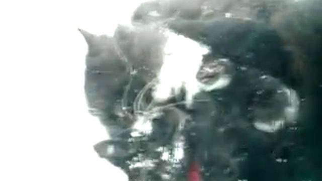 КОТЫ лежачих не бъют. УЖАСНОЕ ПОБОИЩЕ смотреть онлайн