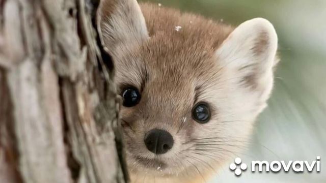 ЛАСКА. Животное за которым гоняются браконьеры смотреть онлайн