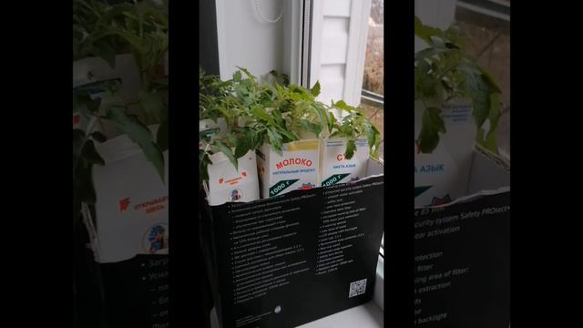 Фишки получения более раннего урожая помидор смотреть онлайн