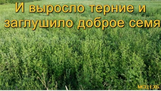 "И выросло терние и заглушило доброе семя". В. Кадзаев. Проповедь. МСЦ ЕХБ. смотреть онлайн