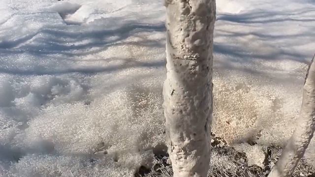 побелка сливы ранней весной смотреть онлайн