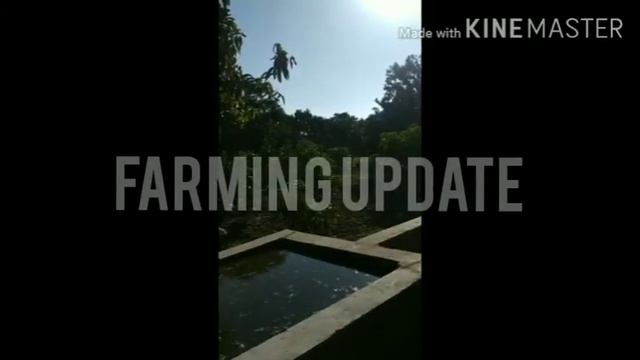 Organic Orchard Farming || Organic fertilizer || Farming Update смотреть онлайн
