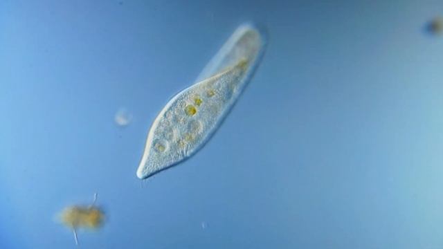 Paramécium caudátum смотреть онлайн