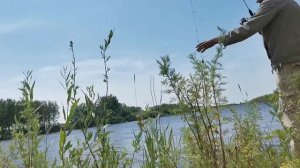 БЕЛЫЕ АМУРЫ РВУТ СНАСТИ - КАК ПОЙМАТЬ БЕЛОГО АМУРА