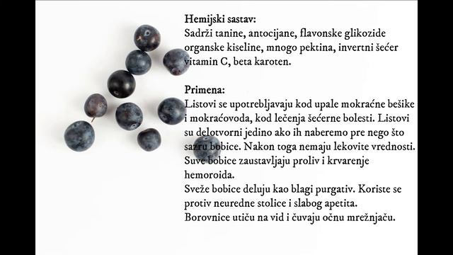 Biljka Borovnica; Vaccinium Myrtillus