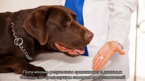 Сколько живут лабрадоры в домашних условиях