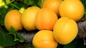 АБРИКОС МЕДОВЫЙ#ОПИСАНИЕ#Характеристика абрикоса Медовый