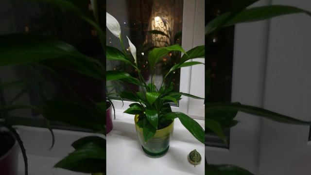 мои цветочки )