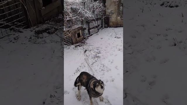 Ждали весну... Но не тут все было... Опять зима...Кот Мурзик проводит экскурсию по своим владениям смотреть онлайн