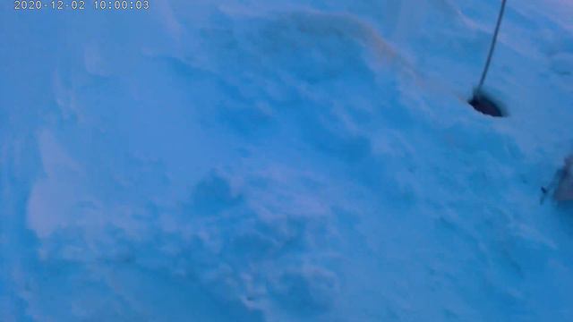 Трофейный налим 02 12 2020 смотреть онлайн