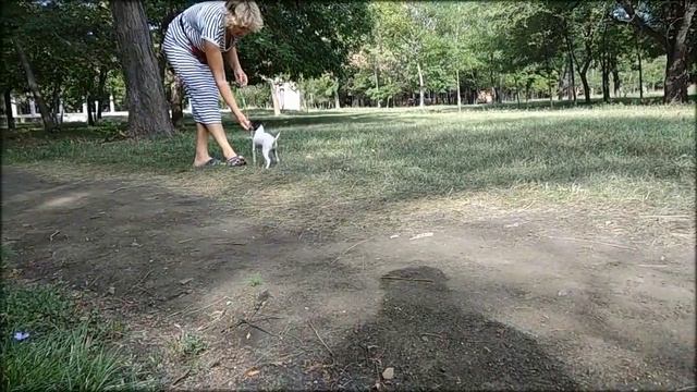 Американский той-фокстерьер смотреть онлайн