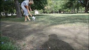 Американский той-фокстерьер