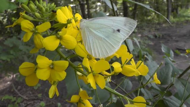 Мотылёк и цветок (стихотворение В. Гаазова) смотреть онлайн