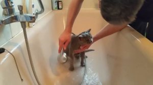 Совет как мыть в ванной Британского кота