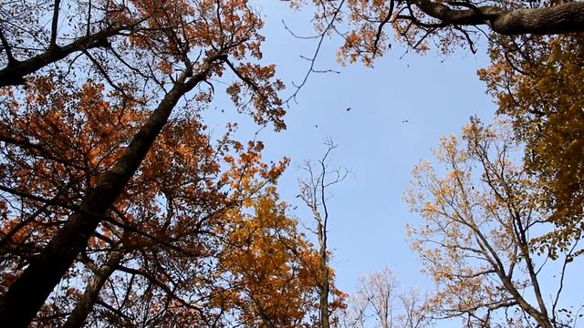 Осінь. Листопад. смотреть онлайн