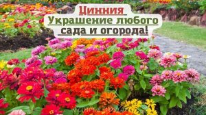 Циния украшение любого сада и огорода.?