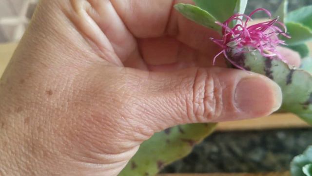 Nunca jogue essas folhas fora.Vejam porque...