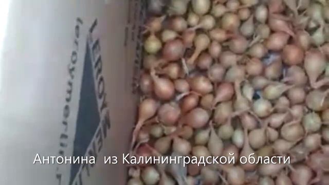 Лук на репку Ноу хау моих клиентов смотреть онлайн