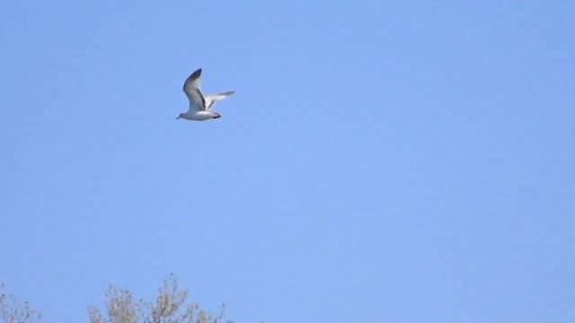 Nikon Coolpix L110 Video Sample #9