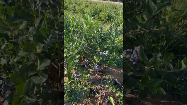 Голубика, сорт Чандлер. Chandler blueberry. смотреть онлайн