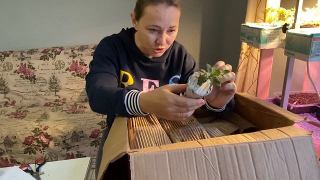 Распаковка посылки с черенками от Ольги Сохач. Вегетативная петуния и гортензии на выгонку. Отзыв смотреть онлайн