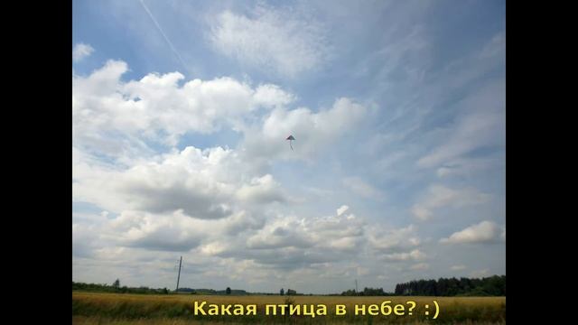 Птицы Беларуси | Birds Of Belarus смотреть онлайн