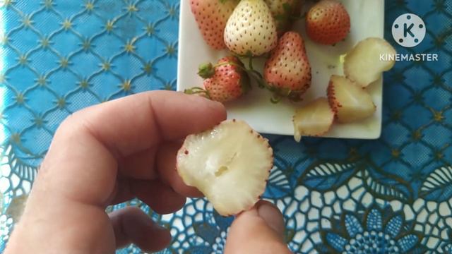 🍓ОГЛЯД ПОЛУНИЦІ БІЛИЙ ШВЕД. Біла ягода 😳🍓 смотреть онлайн