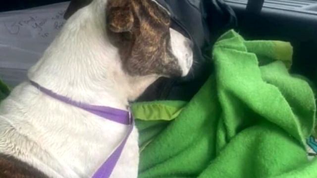 Подростки нашли у дороги истощенного пса. То, что они сделали, повергло всех в шок! смотреть онлайн