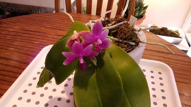 Phalaenopsis violacea Indigo Red смотреть онлайн