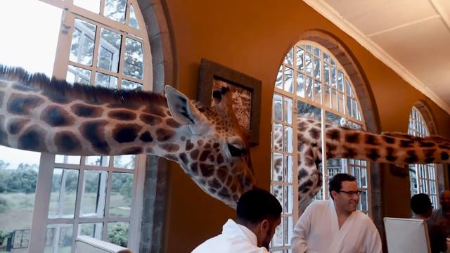 Отель с жирафами. Hotel With Giraffes