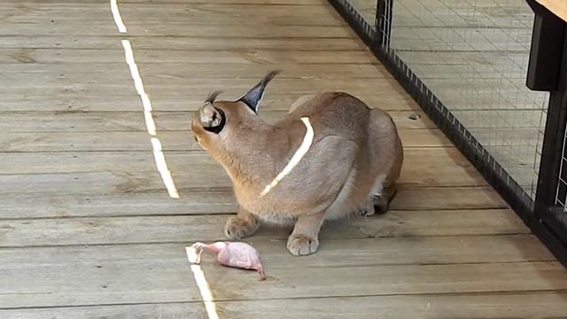 В доме у пензенцев живут каракалы, змеи и крокодил смотреть онлайн