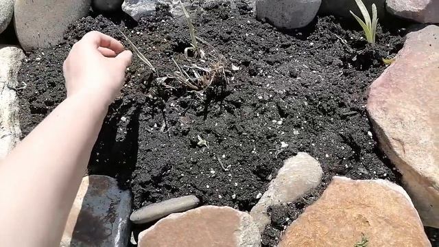 Жизнь станичная/Высадила кактусы/ Отличия приезжих и местных/Купили дом на Юге ч.197 смотреть онлайн