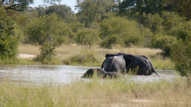 African Safari 4K - Amazing Wildlife Of African Savanna With Relaxing Music