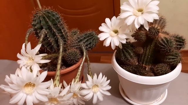 Сказки бабушки Веры "Роза и Кактус" смотреть онлайн