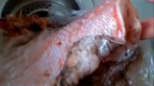 Паразиты в морском окуне! Ужас!