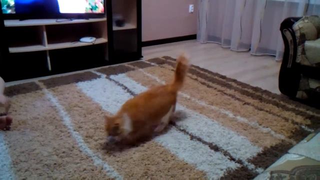 кот ловит мышь смотреть онлайн