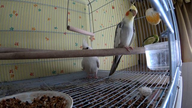 Попугай Корелла поет смотреть онлайн