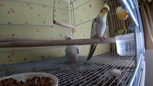 Попугай Корелла поет