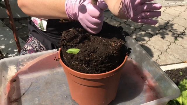 Kumquat Tondo смотреть онлайн