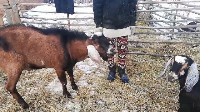 КУПИЛИ ДОМ В ДЕРЕВНЕ. ТРАКТОР ЗВЕРЬ СДЕЛАЛ НАМ ТРАССУ ДО БУДУЩЕЙ ФЕРМЫ смотреть онлайн
