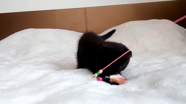 вислоухие котята "Beauty Star" смотреть онлайн
