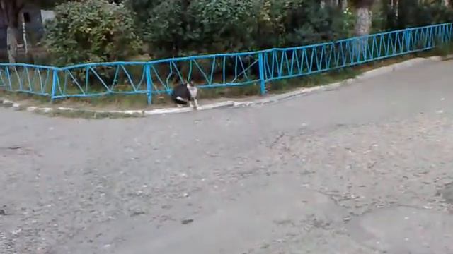 кошка гоняется за собакой смотреть онлайн