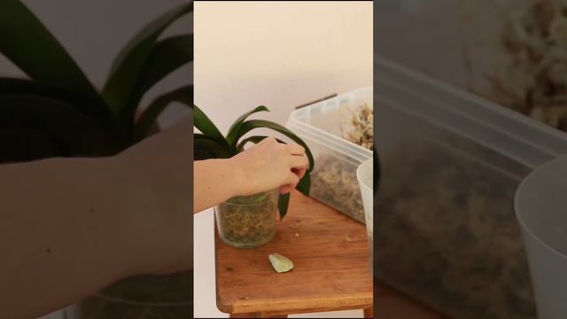 Посадка орхидеи в мох сфагнум смотреть онлайн