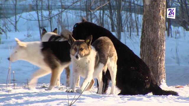 В Сургуте растет число покусанных бездомными собаками смотреть онлайн