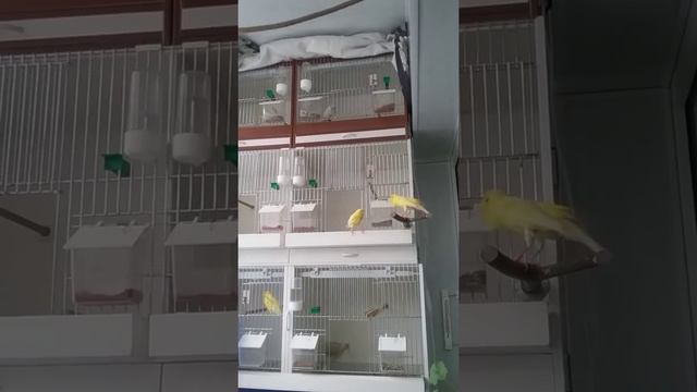 Хор кенаров: русские павловские и малинуа - Russian Canaries & Malinois