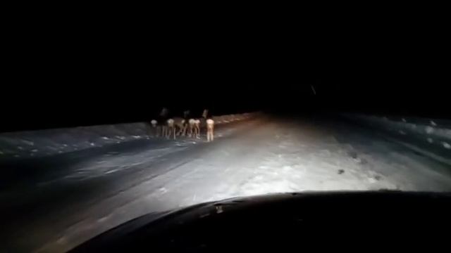 Олени на трассе "Алтай-Кузбасс" в новогоднюю ночь смотреть онлайн