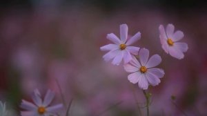 Ключи мастерства.  Кодекс Энергий