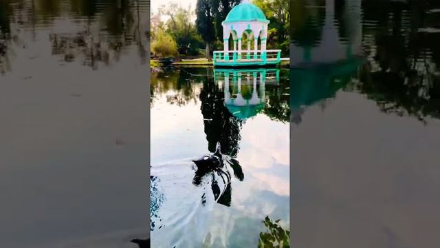 Индоутка в пруду. Парк с утками и лебедями. Кормить уток из рук. Новый Афон и пруды. Чехов смотреть онлайн